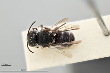 Media type: image;   Entomology 793007 Aspect: habitus dorsal view
